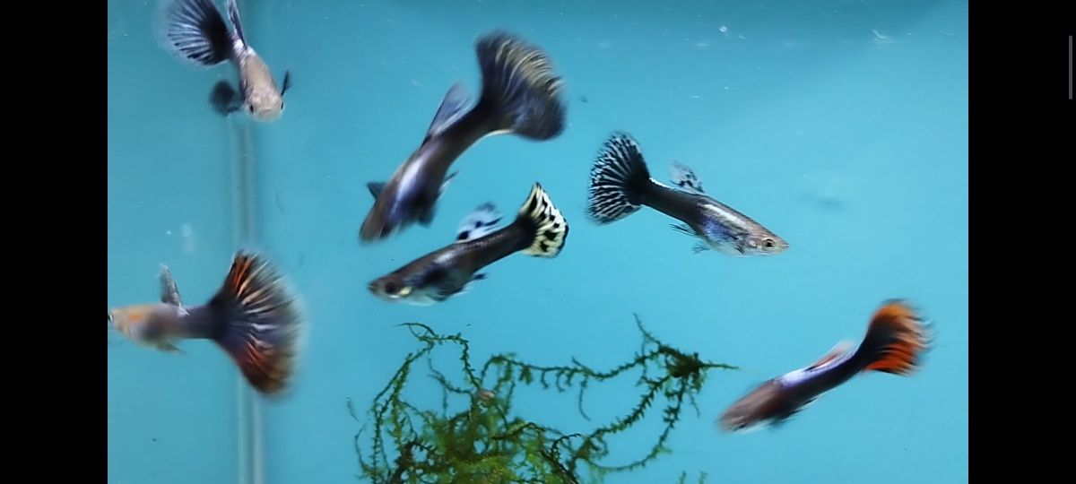 Guppys sortidos ,