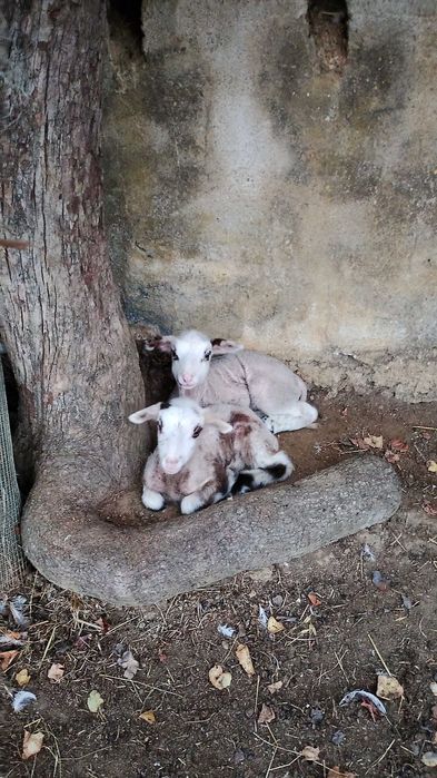 EP. Sabores do Montejunto