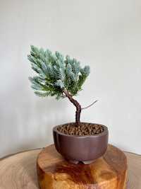 Bonsai Juniperus