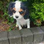 Piesek Cavalier King Charles Spaniel