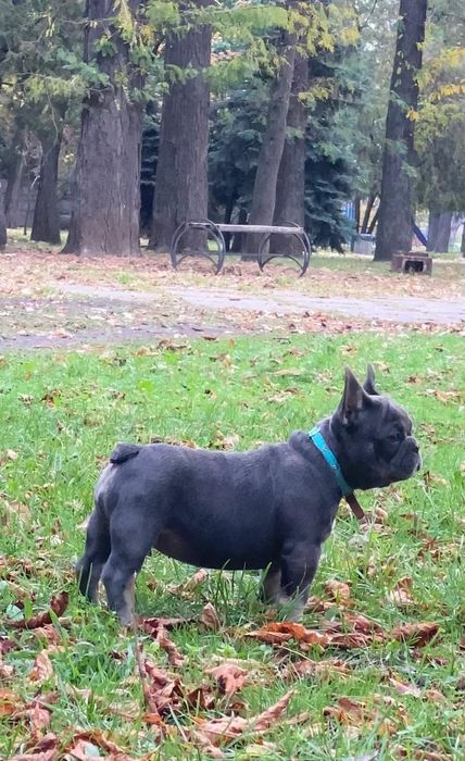 Цуценята французького бульдога