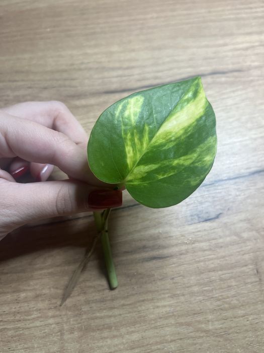 szczepka epipremnum złociste