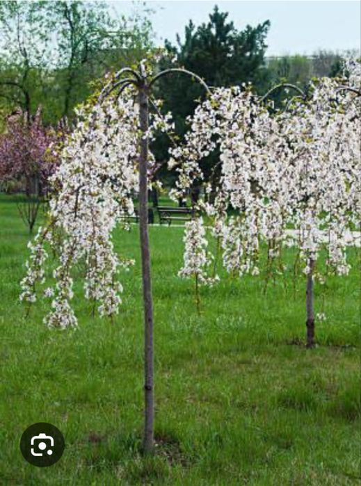 Декоративні саджанці