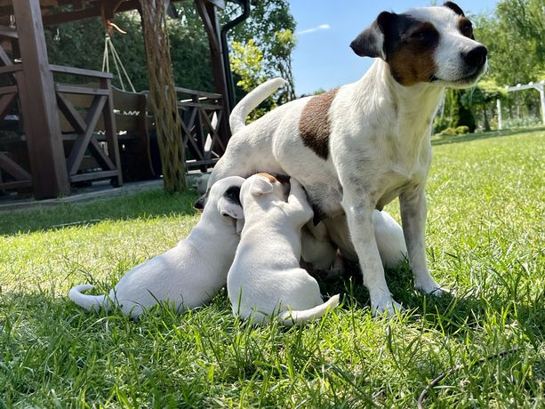 Jack russell terier