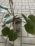 Filodendron Philodendron imperial red