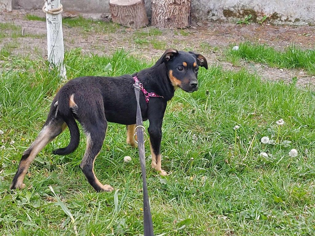 Roxi i Puchata 4 miesięczne cuda do adopcji