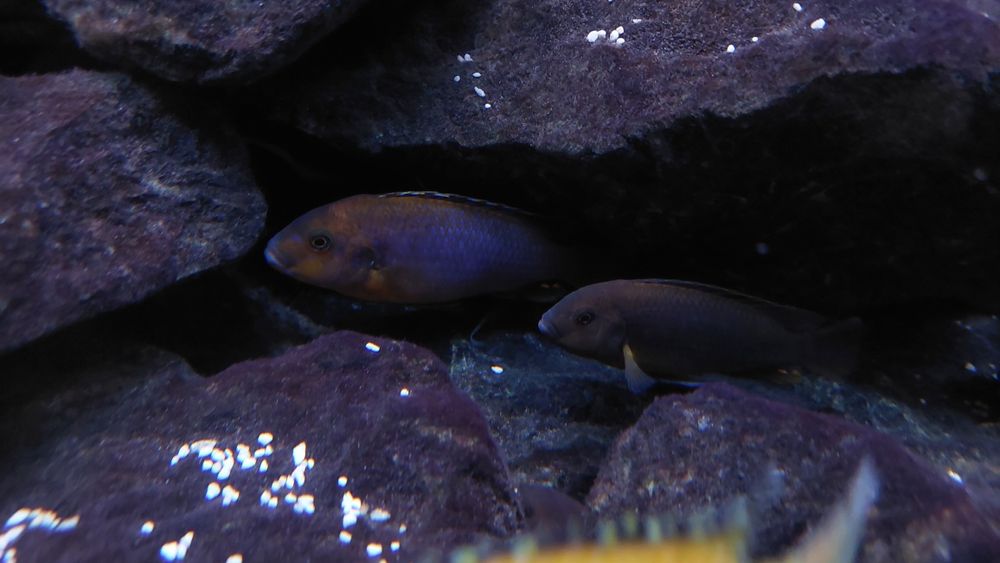 Pyszczak rdzawy , rdzawe