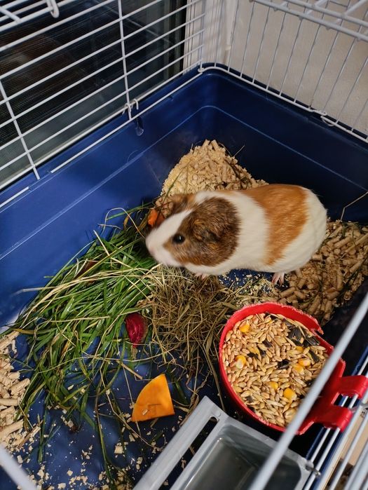 БЕЗКОШТОВТО! Віддам морську свинку