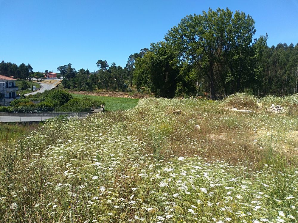 Terreno em Árvore