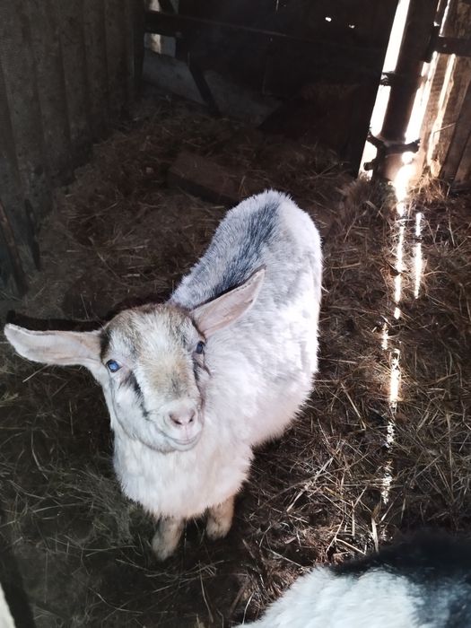 Продам козенята різного віку