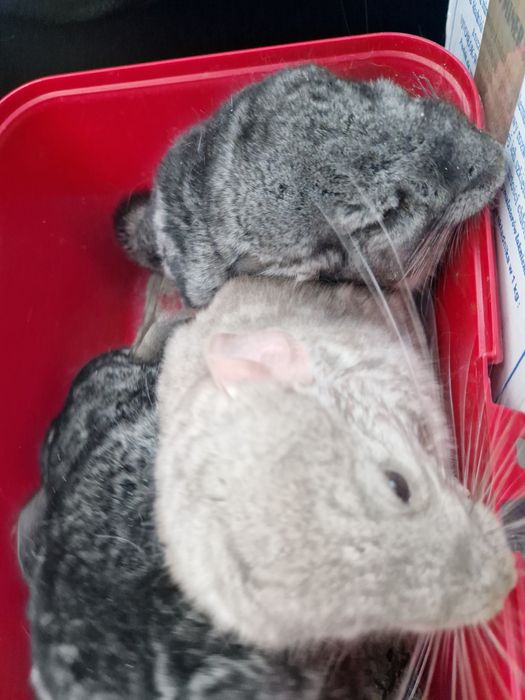 Chinchilla шиншила szynszyl beżowy kremowy i 2 standard siwe srebrne