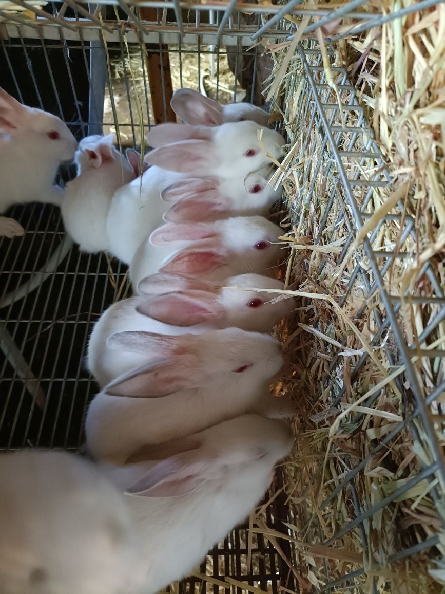 Coelhos para carne