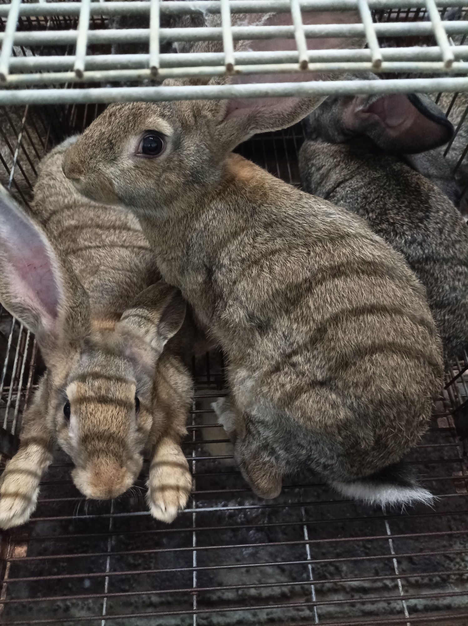 Vendo coelhos adultos