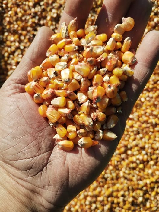 Kukurydza sucha drobna