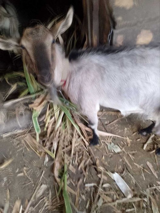 Коза дойная продам