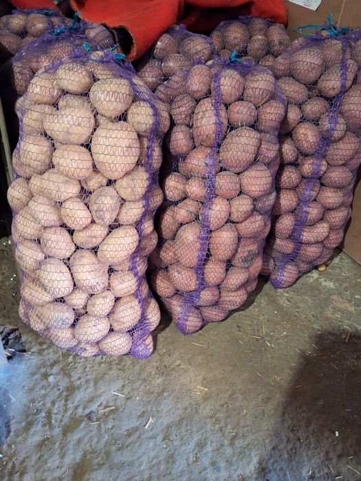 Овочі, Картопля Цибуля,Моркв  ,Буряк столовий,.