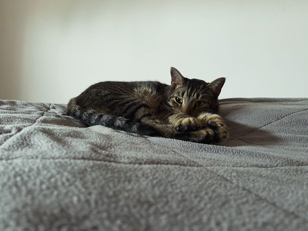 Adoção Responsável Gato
