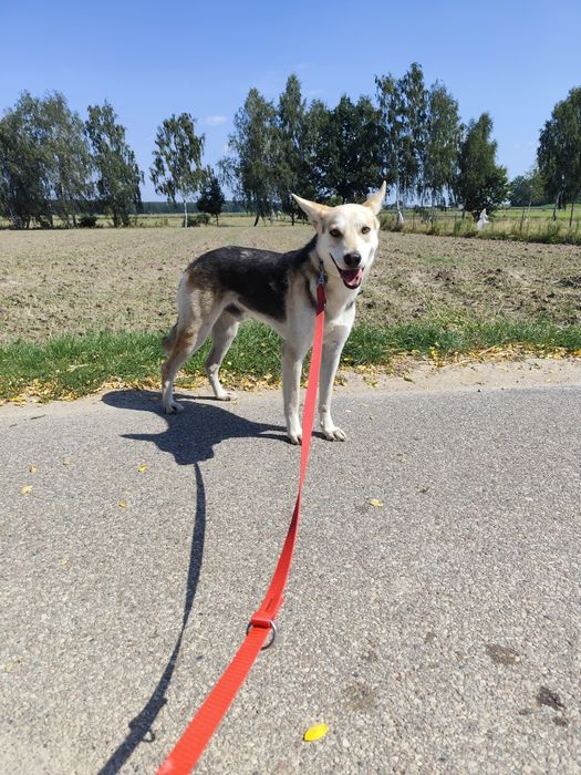 Cudowny Jolo szuka domu!