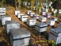 Бджоломатки 2023 української степової породи
