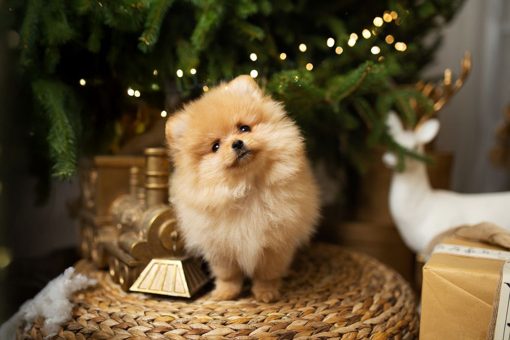 Pomeranian szpic miniaturowy FCI