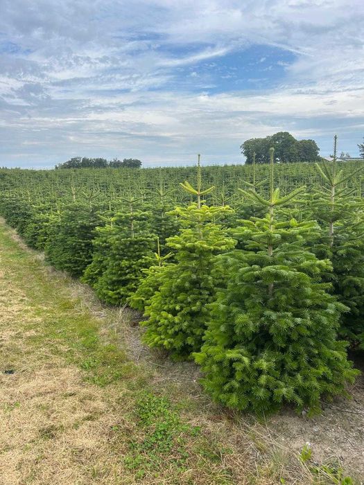 Choinka Jodła Kaukaska Piękna Prosto z plantacji Świeża 50-220cm