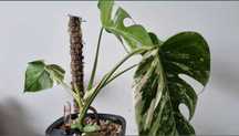 Palik podpora mech sphagnum do monstera philodendron moss pole