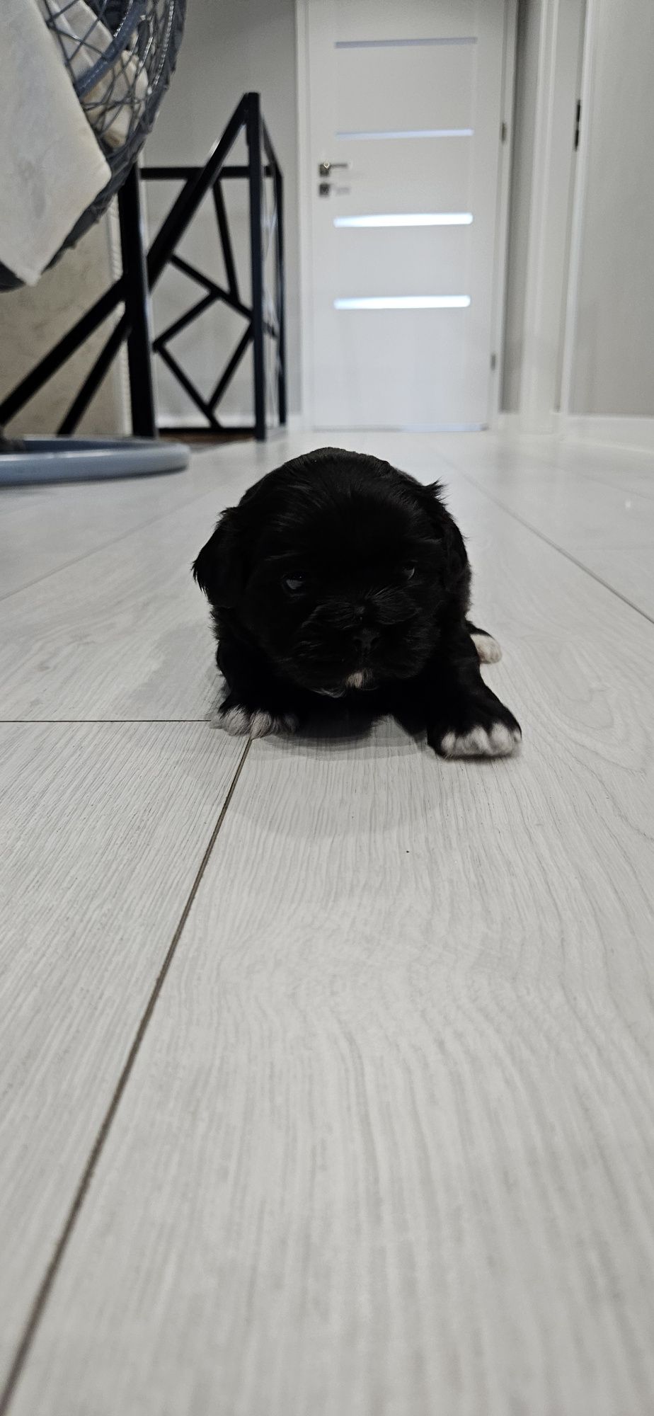 Shih-tzu piesek czarny z białymi łapkami gotowy do odbioru