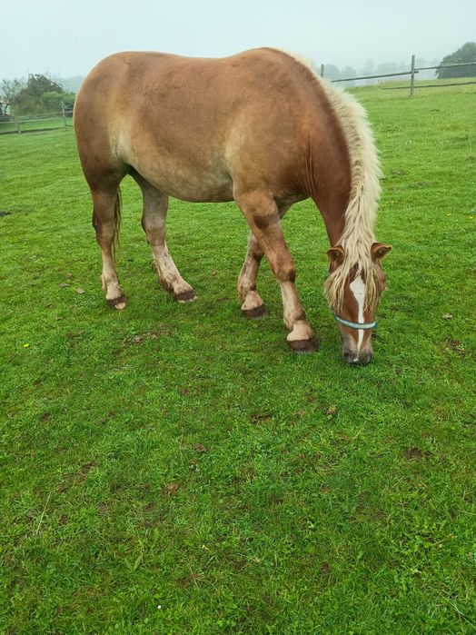 Sprzedam klacz 2,5 roku