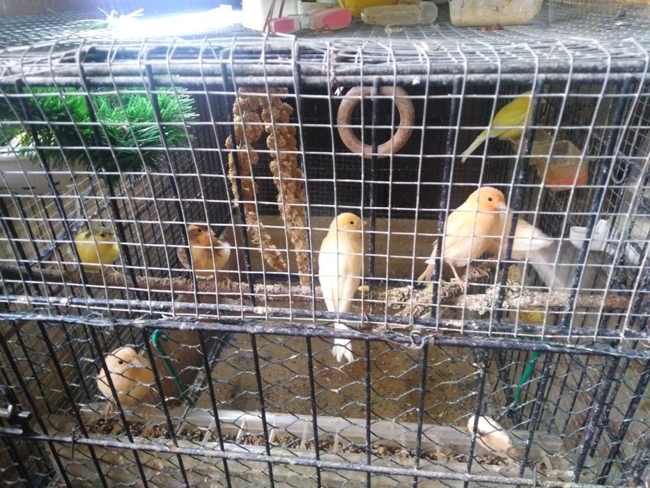 Kanarki kolorowe samice