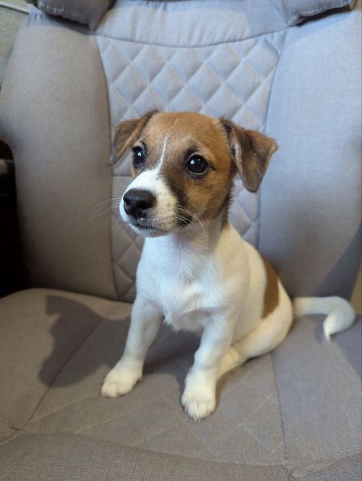 Щенки Джек Рассел терьер