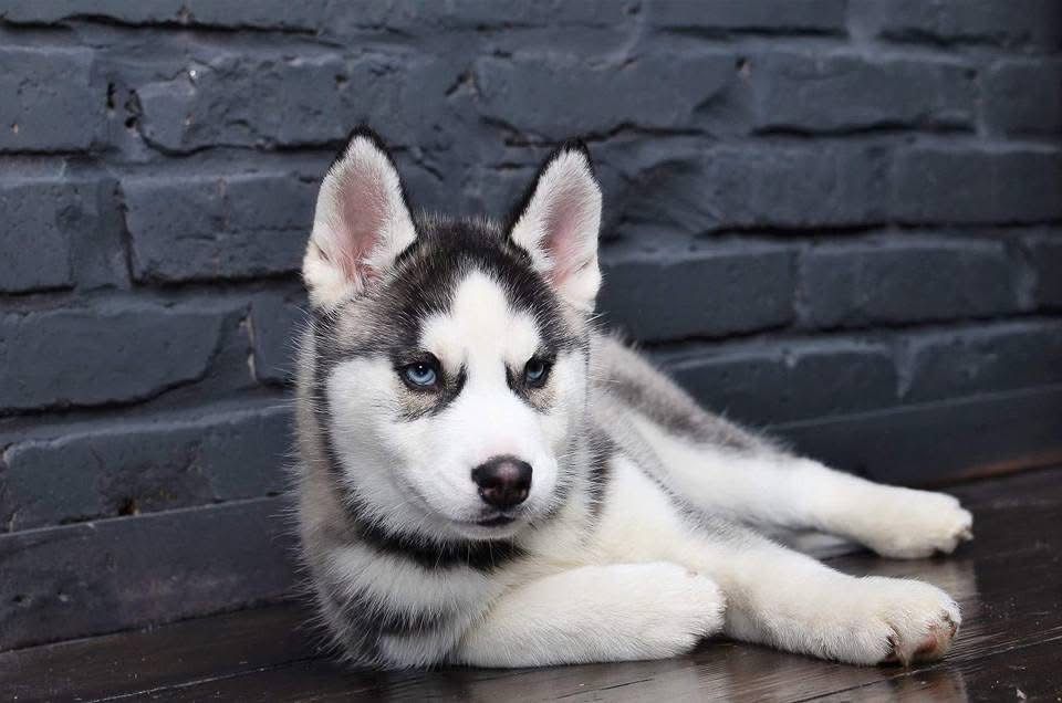 Хаскі. КСУ документи