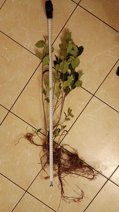 Aronia 2-letnia sadzonki