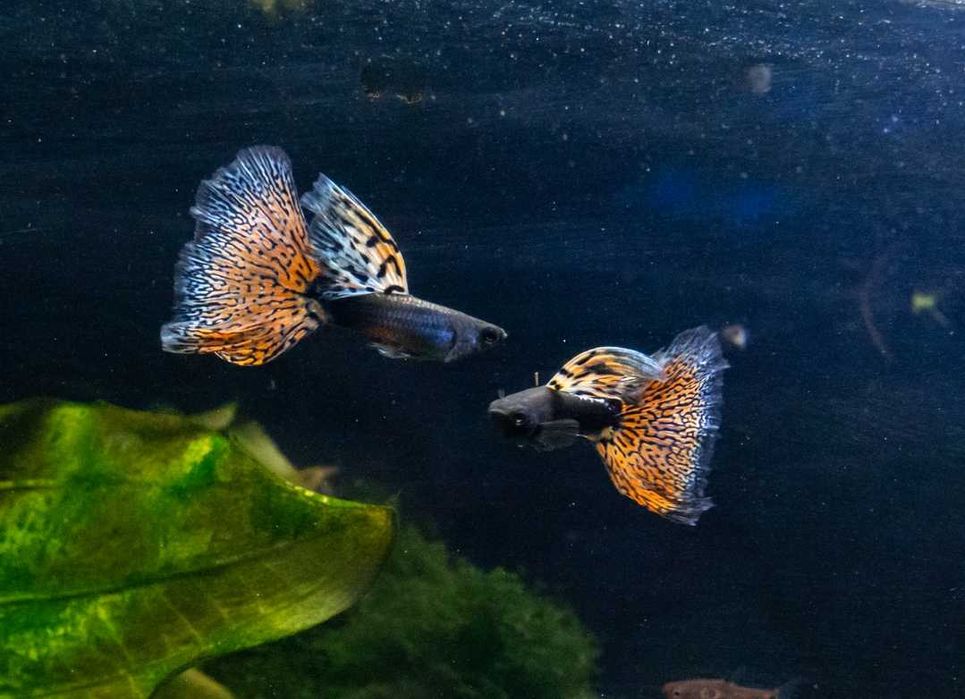 Przepiękny czerwony weloniasty Gupik Metal Red Nebula dorosły samiec