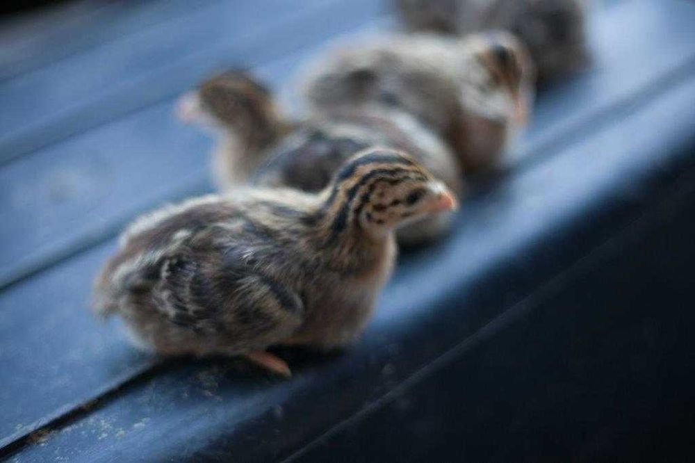 Kaczki na wagę różne dowóz gratis