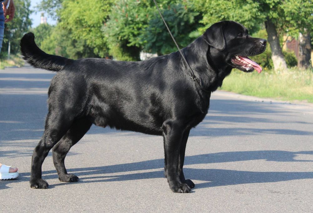 Пропонується кобель лабрадора для вязки