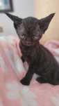 Devon rex kotka do hodowli
