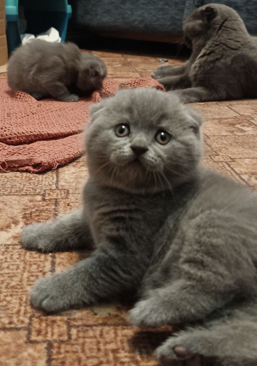 Кошенята Шотландські висловушки