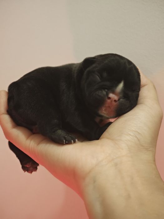 bulldog tigrado  femea