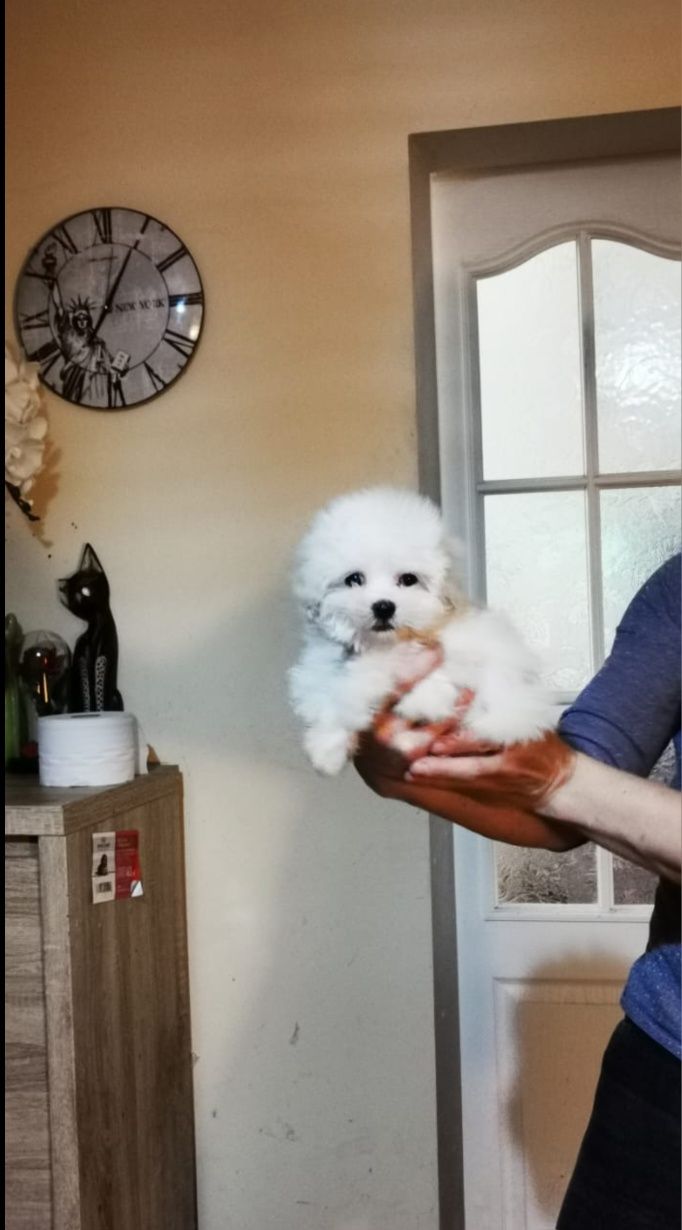 Maltipoo piesek miniaturka