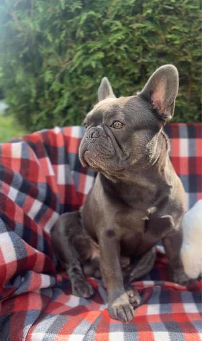 Французський бульдог вʼязка