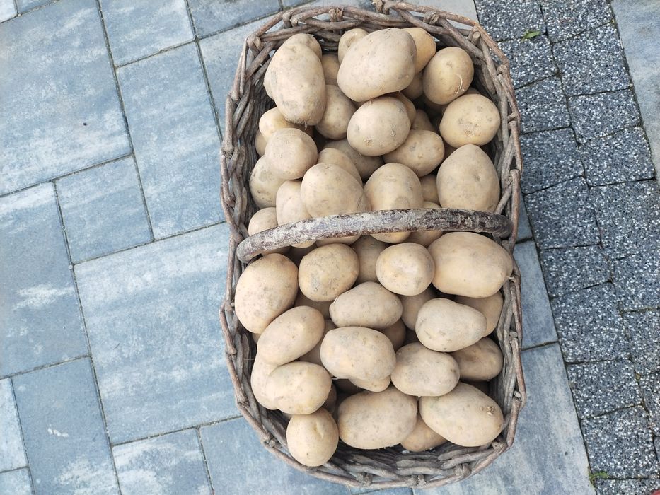 Ziemniaki Soraya Soraye