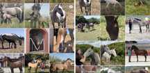 Cavalo Puro Sangue Lusitano