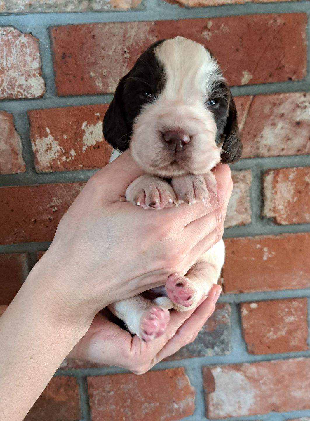 Suczka, springer spaniel angielski, ZKwP, FCI, krycie zagraniczne