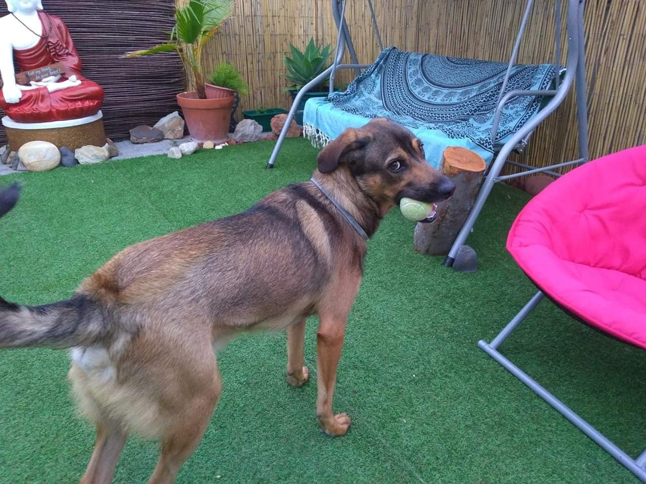 Pedido de adoção de cãozinho