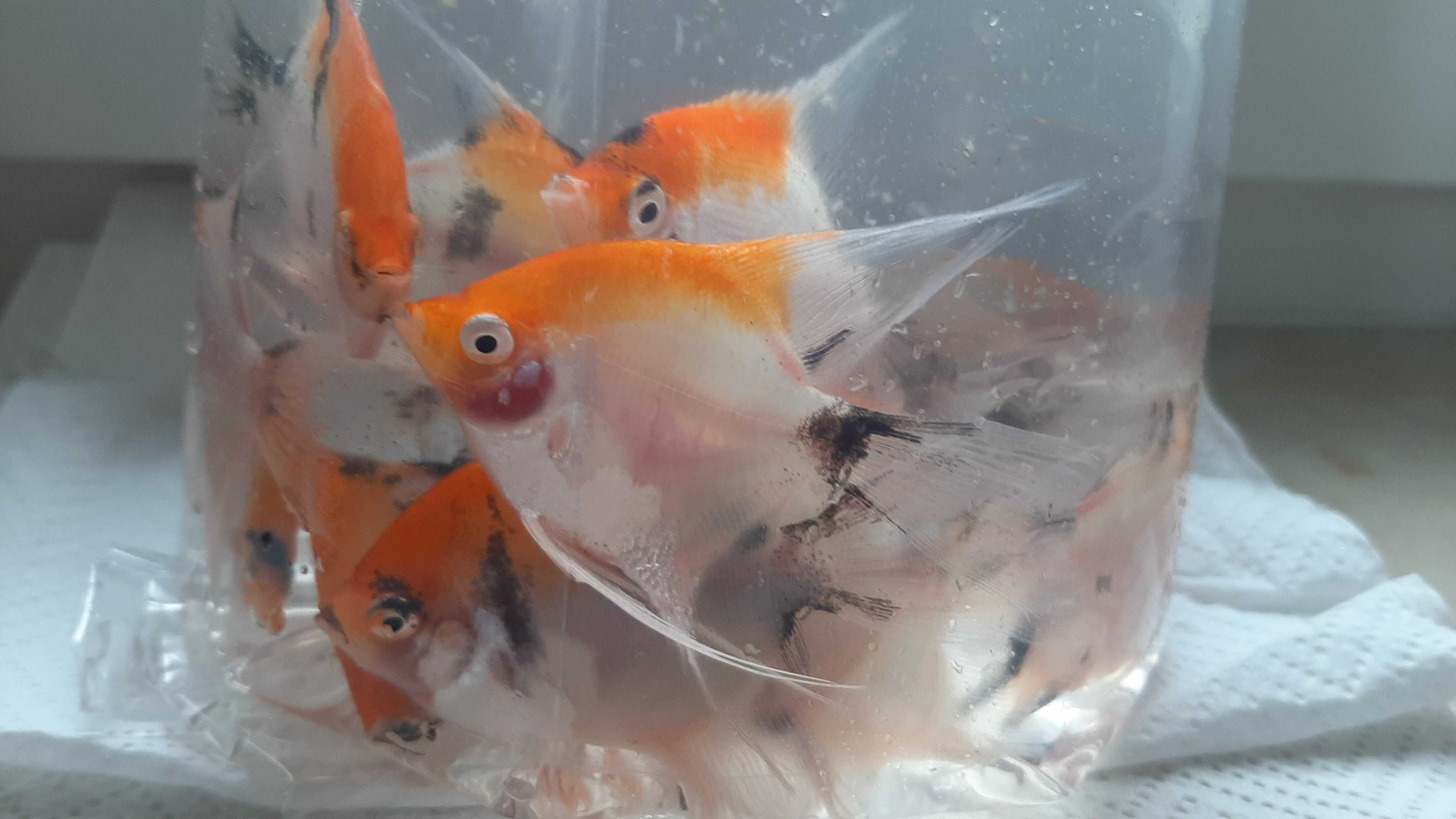 skalar red devil