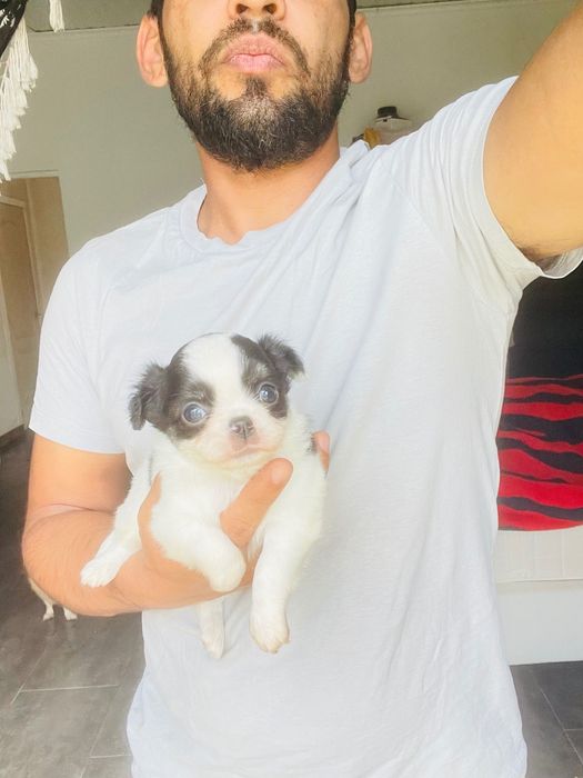 Chihuahua macho pelo longo lop e afixo