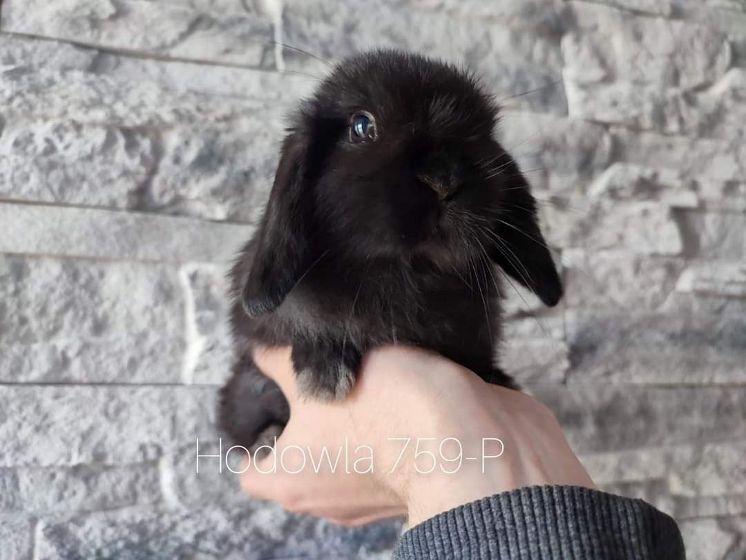 Mini lop króliki karzełek baranek miniaturkaHODOWLA