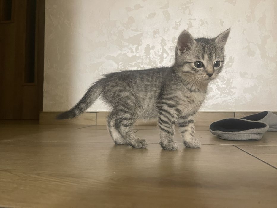 Kotki jasnoszare prażkowane do wydania