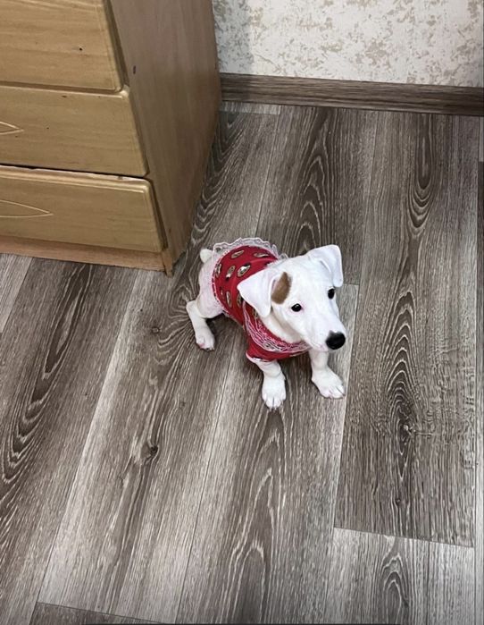 Красивая девочка джек рассел терьер ищет родителей