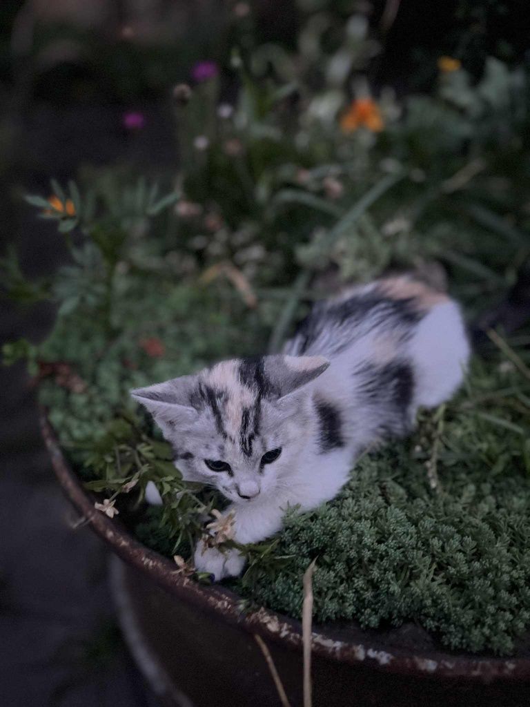 Котеня, кішка , котик , коти відам в добрі руки